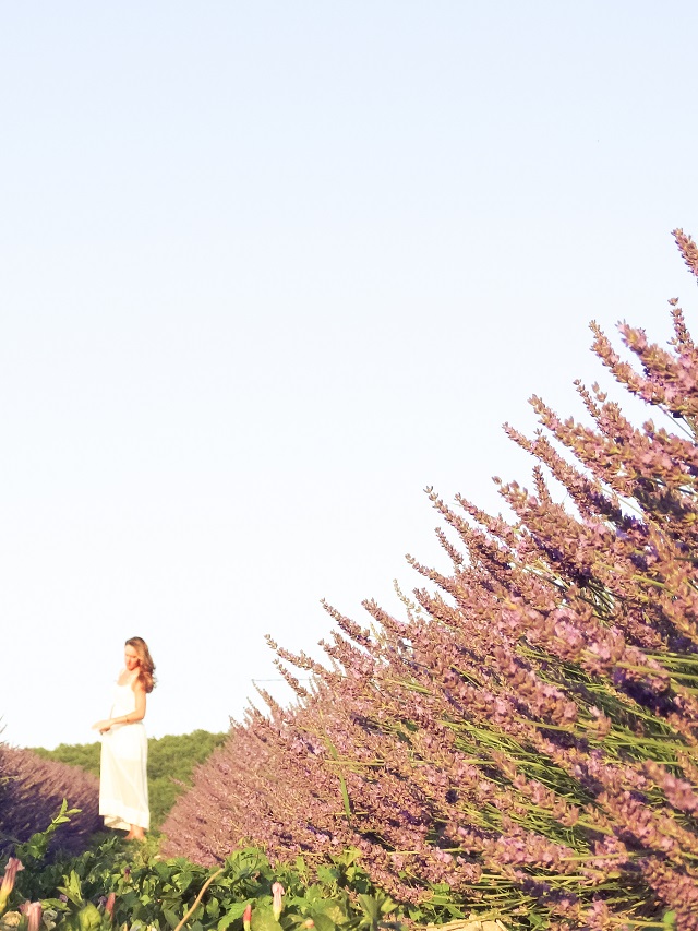 Provence France Lavender Blog