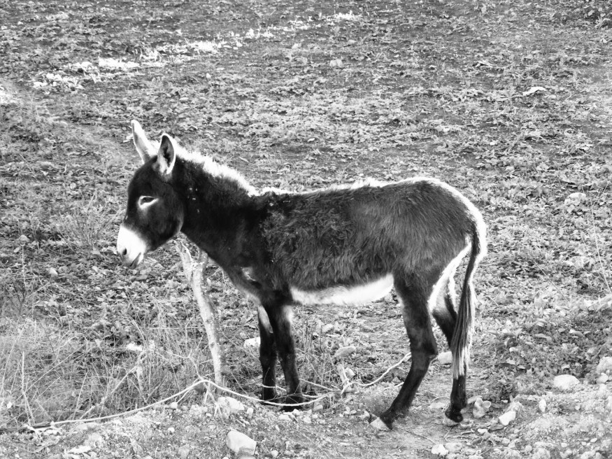 Chefchaouen Morocco Photography, Chefchaouen Morocco Blog, Chefchaouen Morocco donkey