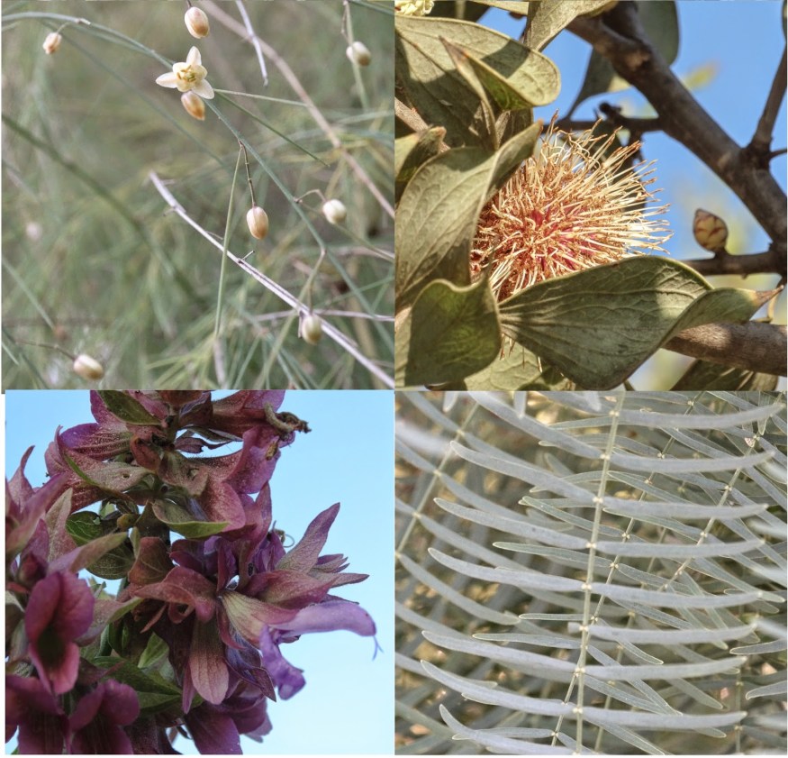 MontJuic botanical gardens, Montjuic photography, montjuic flowers