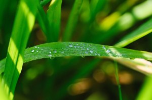 Tegalalang Rice Fields Ubud Bali Blog