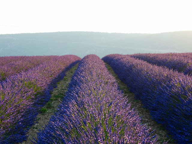 Provence France Lavender Blog