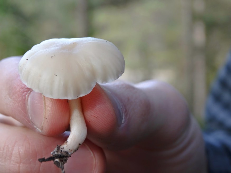 Spanish Mushroom, mushroom hunt, mushroom picking, gray mushroom