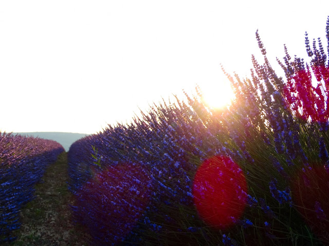 Provence France Lavender Blog