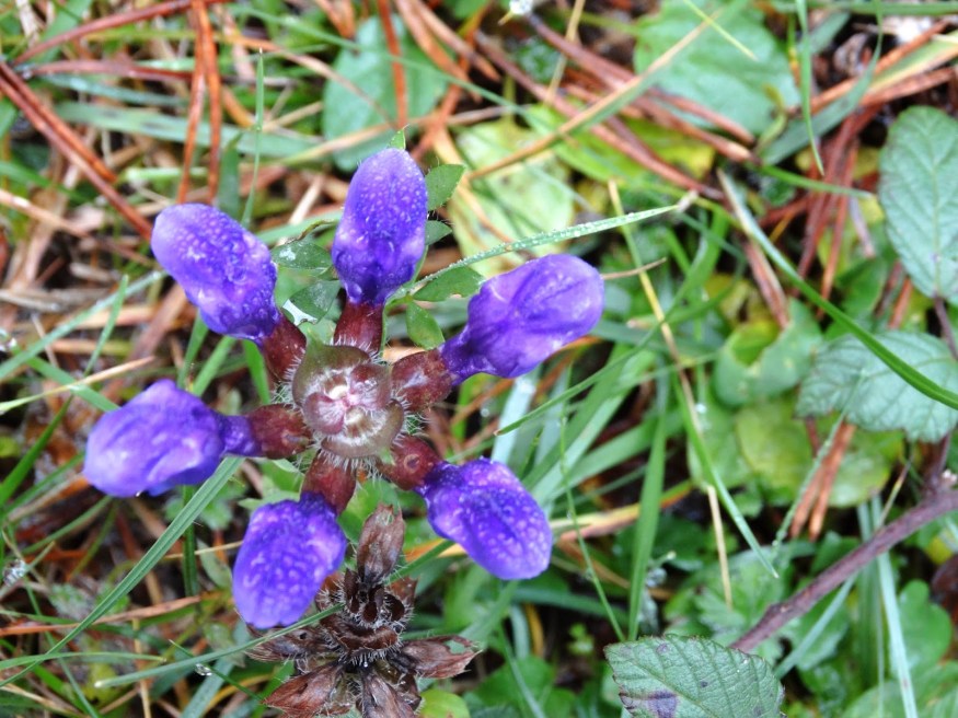 Spanish Mushroom, mushroom hunt, mushroom picking
