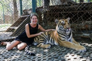 Chiang Mai Tiger, Tiger Kingdom Chiang Mai