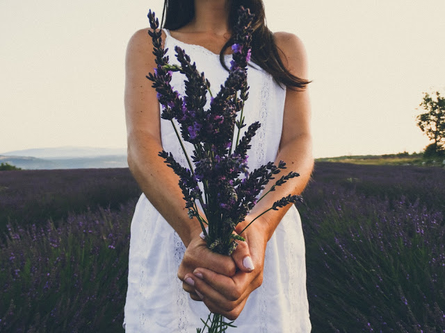 Provence France Lavender Blog
