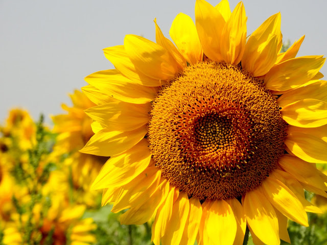 Sunflowers Provence France