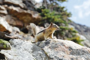 Eiffel Lake Trail Banff National Park Blog