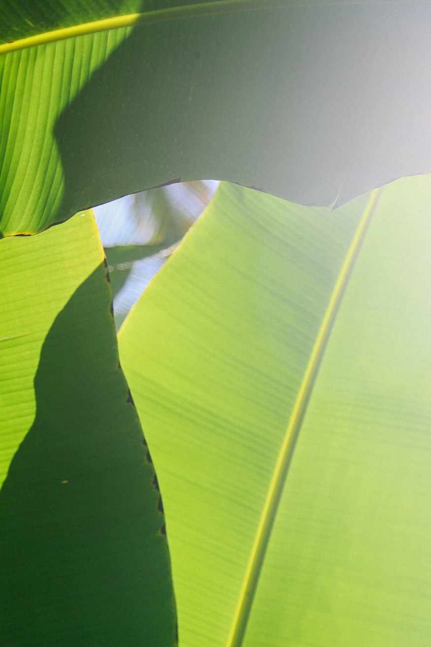Tegalalang Rice Fields Ubud Bali Blog