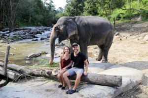 Asian Elephant, Elephant Jungle Sanctuary Chiang Mai