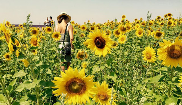 Sunflowers Provence France