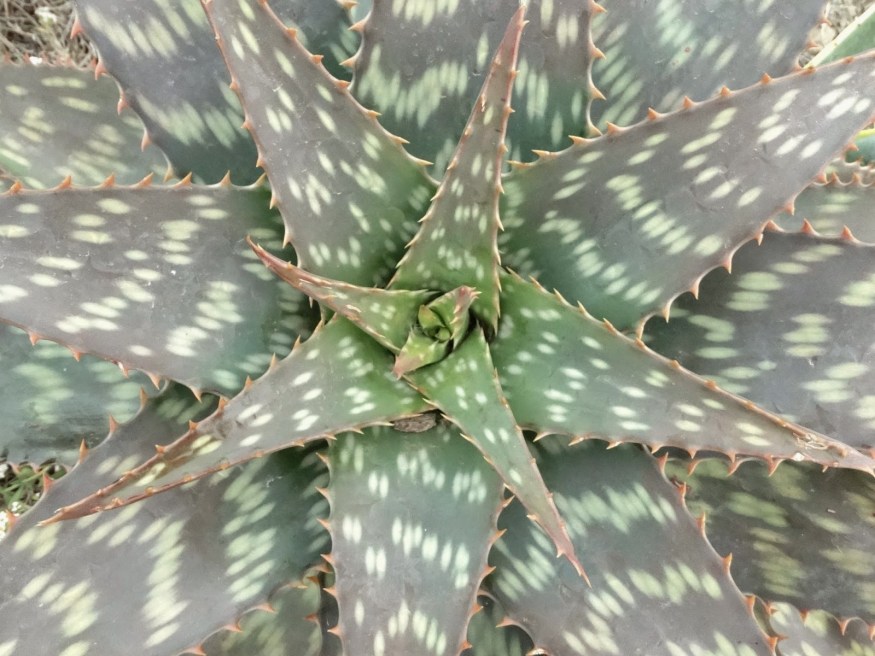 Cadaques Spain View, Cadaques Spain, Streets of Cadaques Spain, Cadaques Photography