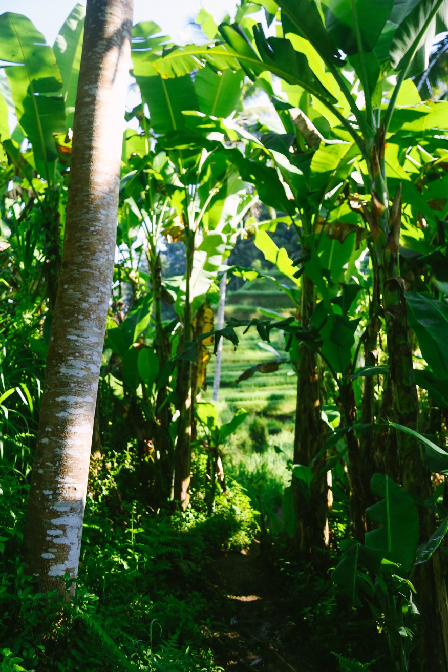 Tegalalang Rice Fields Ubud Bali Blog