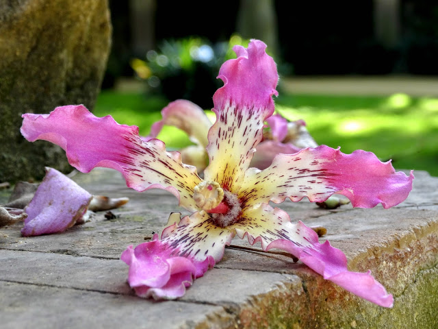 Seville Spain photography, Seville Spain, Seville Spain Blog, Real Alcazar, Real Alcazar Photography