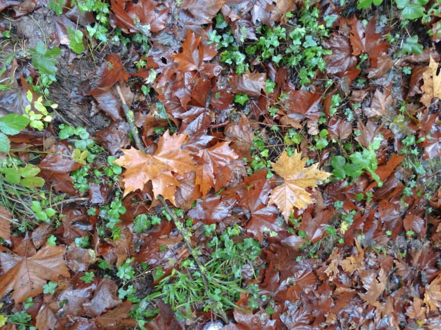 Spanish Mushroom, mushroom hunt, mushroom picking, gray mushroom