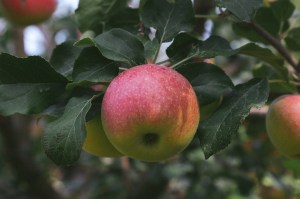 Montana Apple Picking, Apple Picking Blog, Making Apple Chips, Apple Picking In Our Own Backyard