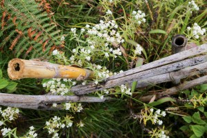 Doi Inthanon national park, Kew Mae Pan Nature Trail, bamboo fence, bamboo poles