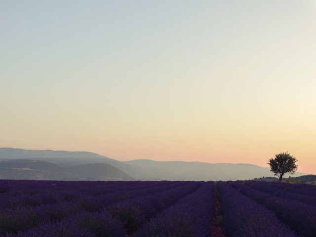 Provence France Lavender Blog