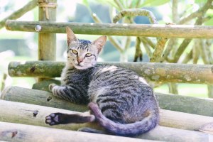 Tegalalang Rice Fields Ubud Bali Blog
