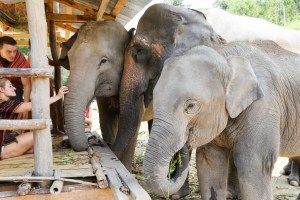 Asian Elephant, Elephant Jungle Sanctuary Chiang Mai