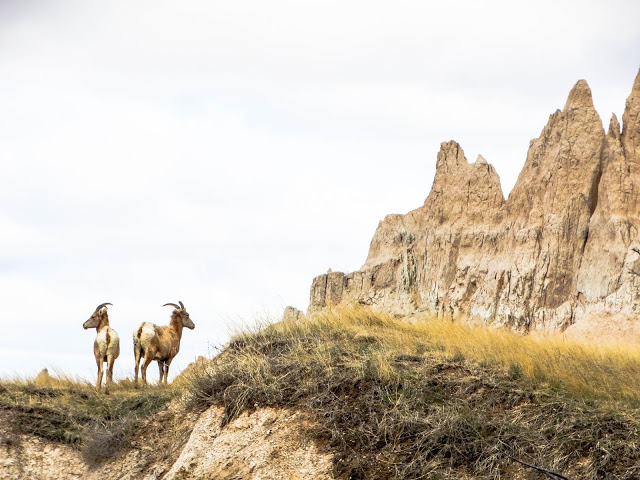 Road Trip Through The Badlands National Park