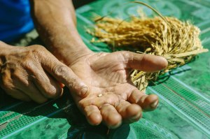 Tegalalang Rice Fields Ubud Bali Blog
