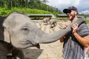 Asian Elephant, Elephant Jungle Sanctuary Chiang Mai