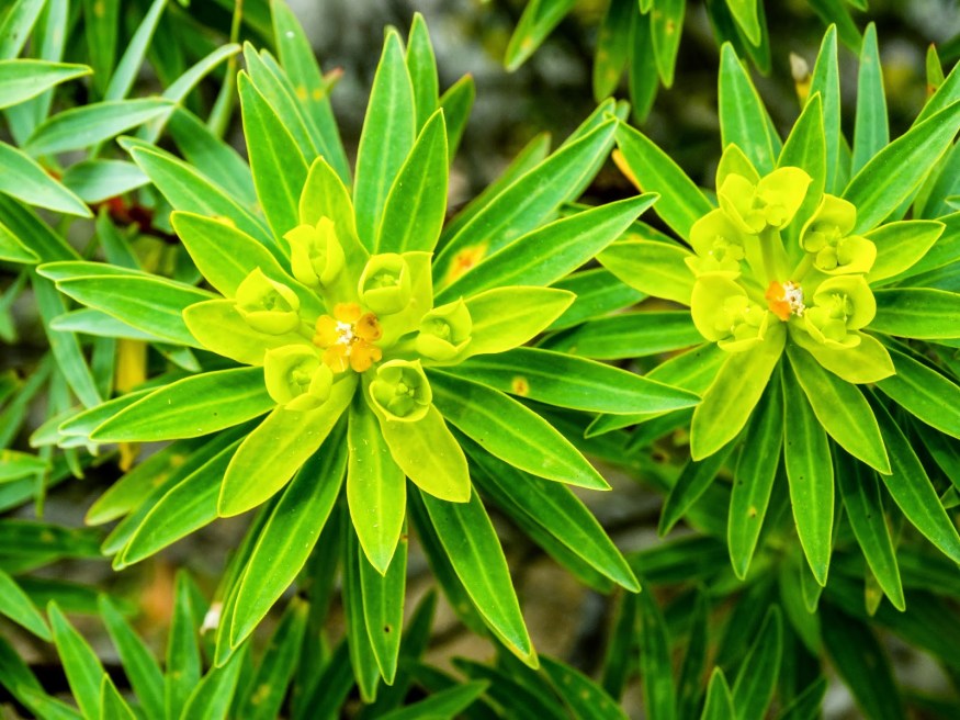 Marimurtra Botanical Gardens, Costa Brava Blog, Costa Brava Hike, Spanish Botanical Gardens