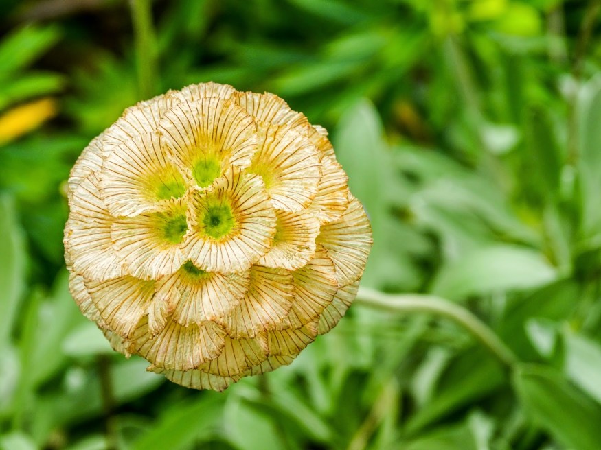 Marimurtra Botanical Gardens, Costa Brava Blog, Costa Brava Hike, Spanish Botanical Gardens