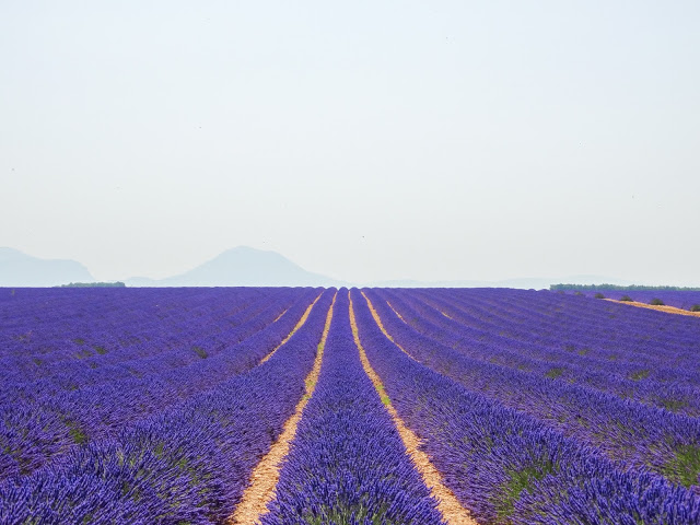 Provence France Lavender Blog