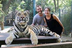Chiang Mai Tiger, Tiger Kingdom Chiang Mai