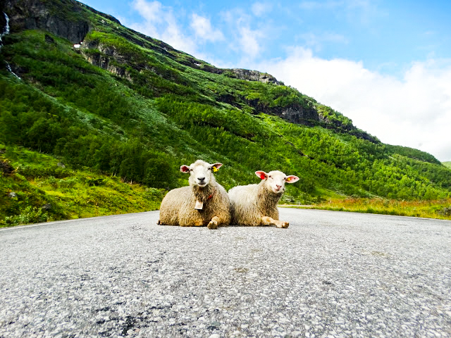 Sheep in the road Norway