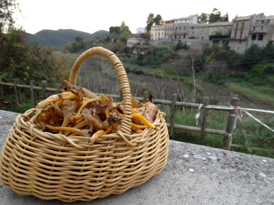 Spanish Mushroom, mushroom hunt, mushroom picking
