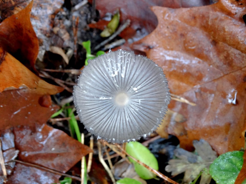 A traditional mushroom hunt, Spain