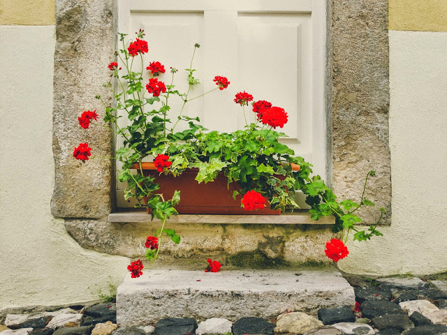 Lisbon Portugal Blog, Lisbon Portugal Photography, Portugal Streets, Lisbon flowers