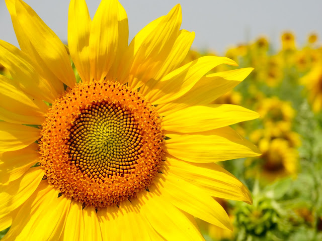 Sunflowers Provence France