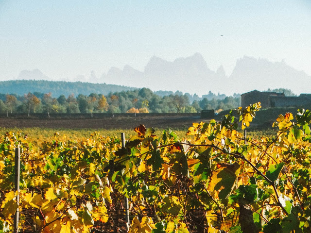 Oller Del Mar Winery Barcelona Spain