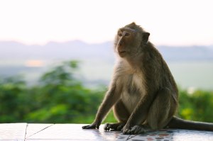 Uluwatu Temple Bali Blog