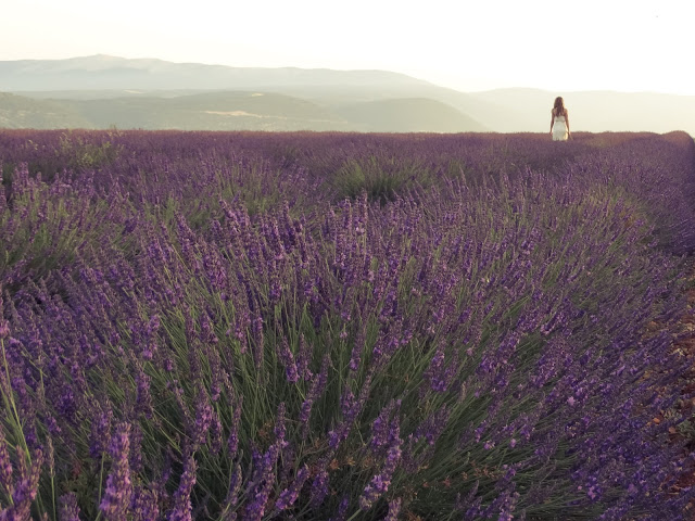 Provence France Lavender Blog