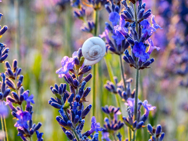 Provence France Lavender Blog