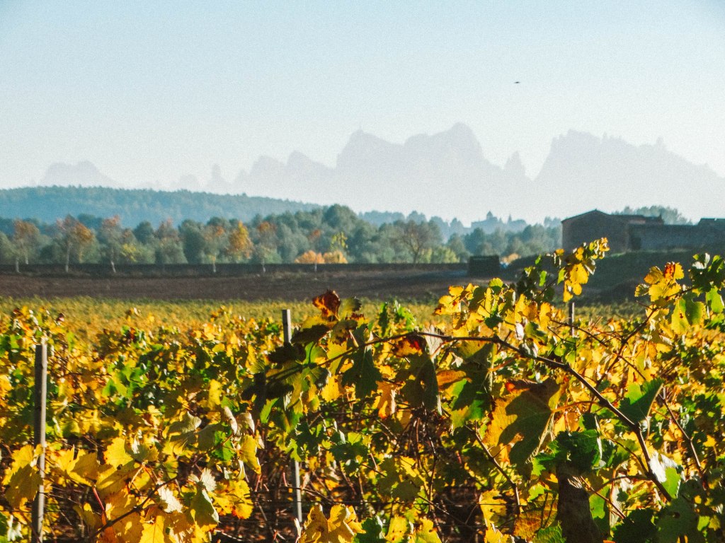 Oller Del Mar Winery // Barcelona&nbsp;Spain