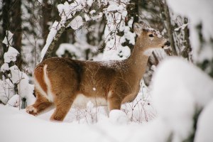 Montana Winter Photography Blog