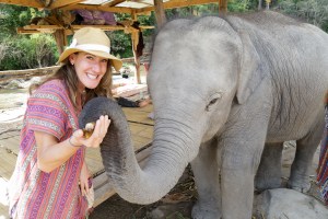 Asian Elephant, Elephant Jungle Sanctuary Chiang Mai