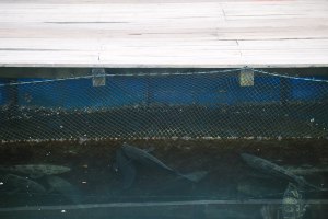 Ha Long Bay Vietnam Cruise Blog