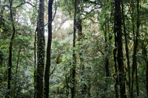 Chiang Mai Thailand Photography, Doi Inthanon national park, Kew Mae Pan Nature Trail, Thailand jungle