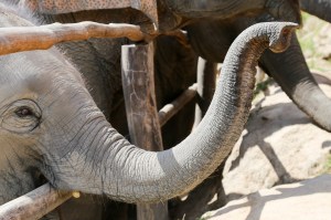 Asian Elephant, Elephant Jungle Sanctuary Chiang Mai