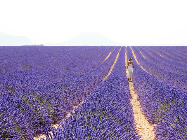Provence France Lavender Blog
