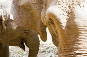 Asian Elephant, Elephant Jungle Sanctuary Chiang Mai