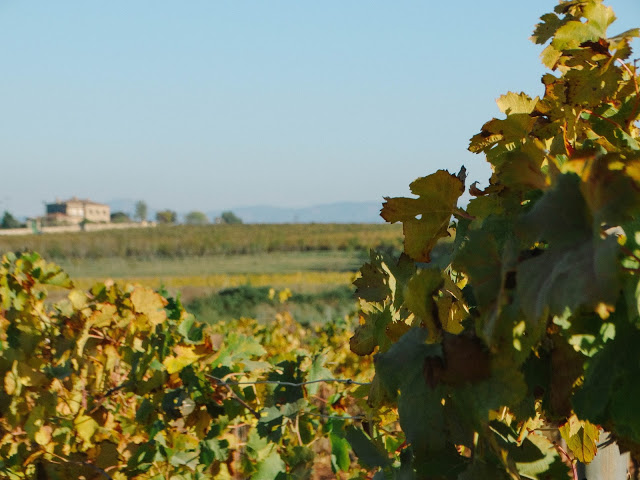 Oller Del Mar Winery Barcelona Spain