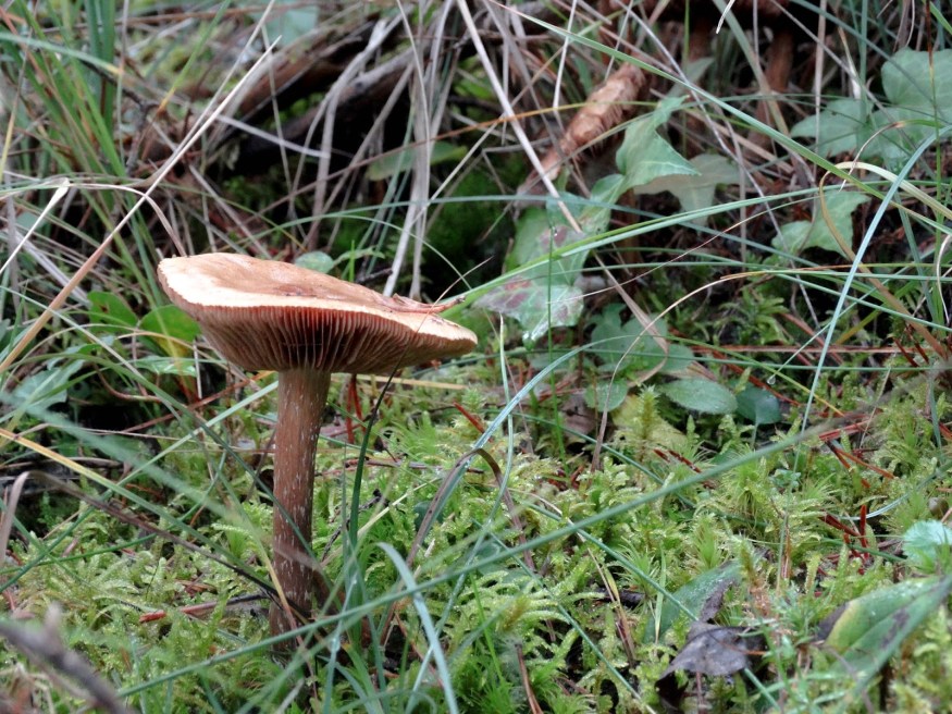 Spanish Mushroom, mushroom hunt, mushroom picking, gray mushroom